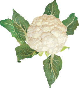 Cauliflower PNG-12675